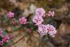 primulaflorum Dokar La 1995-077
